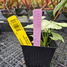 Load image into Gallery viewer, Syngonium Green Splash, Exact Plant Variegated Ships Nationwide