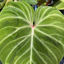 Load image into Gallery viewer, Philodendron Verrucosum Amazon Sunset exact plant, Fedex 2day