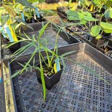 Load image into Gallery viewer, Philodendron Polypodoides, Exact Plant Ships Nationwide