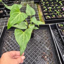 Load image into Gallery viewer, Anthurium Macrolobium, Exact Plant Ships Nationwide