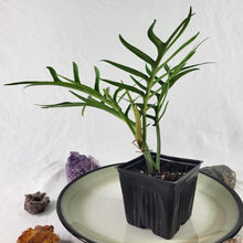 Load image into Gallery viewer, Philodendron Tortum, Exact Plant wide form Ships Nationwide