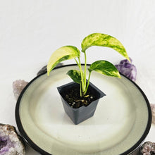 Load image into Gallery viewer, Epipremnum Pinnatum Sunburst Variegated 2.5" pot, Fedex 2day*