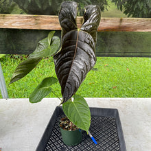 Load image into Gallery viewer, Anthurium Moodeanum x Veitchii, exact plant, Fedex 2day*