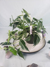 Load image into Gallery viewer, Epipremnum Pinnatum Albo, Exact Plant Variegated