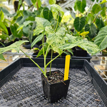 Load image into Gallery viewer, Syngonium Mojito, Exact Plant Variegated Ships Nationwide