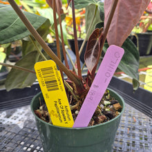 Load image into Gallery viewer, Anthurium Ace Of Spades X Papillilaminum, Exact Plant Ships Nationwide