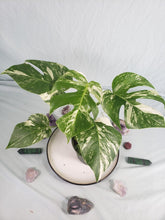 Load image into Gallery viewer, Borsigiana Albo, Exact Plant, variegated Monstera