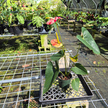 Load image into Gallery viewer, Anthurium Shibori, Exact Plant Variegated