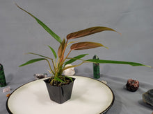 Load image into Gallery viewer, Philodendron Mexicanum 2.5" Pot, Fedex 2 day*