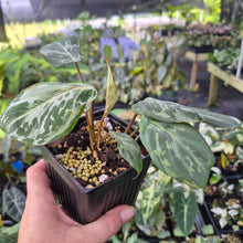 Load image into Gallery viewer, Philodendron Gloriosum Snow Leopard variegated 4" pot, Fedex 2day*