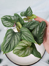 Load image into Gallery viewer, Plowmanii multi plant, Exact Plant, Philodendron