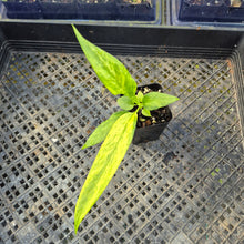 Load image into Gallery viewer, Anthurium Vittarifolium , Exact Plant Variegated Ships Nationwide