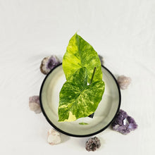 Load image into Gallery viewer, Alocasia Gageana Aurea, Exact Plant Variegated