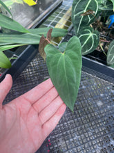 Load image into Gallery viewer, Anthurium Papillilaminum Fort Sherman X ( FS X Ralph Lynam), Ship Nationwide