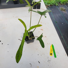 Load image into Gallery viewer, Philodendron Longilobatum Lelano Miyano, Exact Plant Ships Nationwide