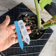 Load image into Gallery viewer, Monstera Thai Constellation, Exact Plant Variegated Ships Nationwide