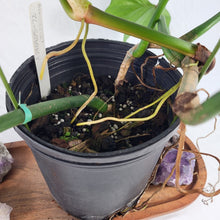 Load image into Gallery viewer, Philodendron Green Golden Dragon 4" pot, Fedex 2day*