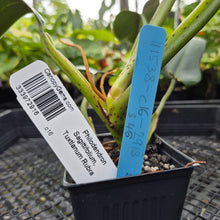 Load image into Gallery viewer, Philodendron Sagittifolium, Tuxtlanum Rubra, Exact Plant Ships Nationwide