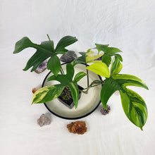 Load image into Gallery viewer, Philodendron Florida Beauty Variegated 4" pot, Fedex 2day*