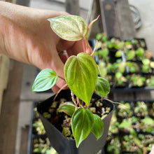 Load image into Gallery viewer, Philodendron Micans Mint Pink Variegated, 2.5” pot, Fedex 2 day*