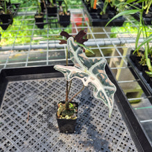 Load image into Gallery viewer, Alocasia Nobilis Pink variegated exact plant, Fedex 2day*