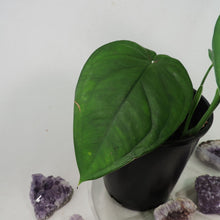 Load image into Gallery viewer, Syngonium Chiapense. Shipped Nationwide