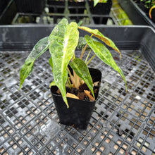 Load image into Gallery viewer, alocasia polly aurea variegated, Exact Plant Ships Nationwide.