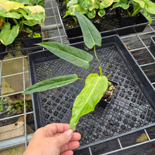 Load image into Gallery viewer, Philodendron Bernardopazii, Exact Plant Ships Nationwide