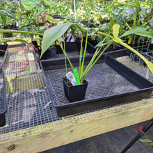 Load image into Gallery viewer, Philodendron Joepii Variegated, Exact Plant Ships Nationwide