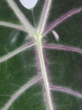 Load image into Gallery viewer, Denudata Longiloba, Exact Plant, Alocasia