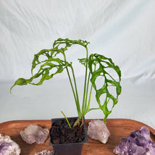Load image into Gallery viewer, Monstera Obliqua Peru, Exact Plant