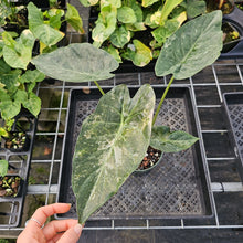 Load image into Gallery viewer, Alocasia Wentii, Exact Plant Variegated Ships Nationwide