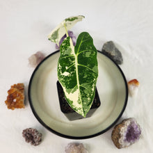 Load image into Gallery viewer, Alocasia Frydek, Exact Plant Variegated with baby