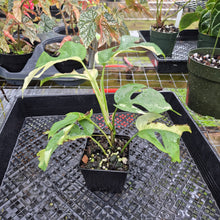 Load image into Gallery viewer, Rhaphidophora Tetrasperma Albo, Exact Plant Variegated Ships Nationwide