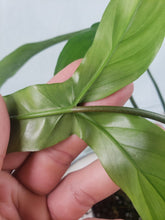 Load image into Gallery viewer, 69686, exact plant, Philodendron, ships nationwide