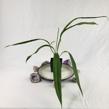 Load image into Gallery viewer, Anthurium Bakeri, Exact Plant Ships Nationwide