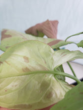 Load image into Gallery viewer, Strawberry Milk Pink Salmon, exact plant, variegated Syngonium, ships nationwide