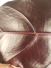 Load image into Gallery viewer, Denudata Longiloba, Exact Plant, Alocasia