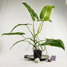 Load image into Gallery viewer, Philodendron Thaumatophylum Stenolobum, Exact Plant Large