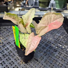 Load image into Gallery viewer, Syngonium Pink Spot Variegated 2.5" pot, Fedex 2day*