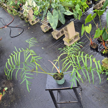 Load image into Gallery viewer, Philodendron Polypodoides, Exact Plant Ships Nationwide