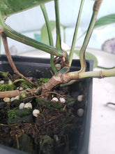 Load image into Gallery viewer, Pinnatum Albo, Exact Plant, Epipremnum