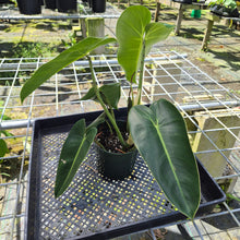 Load image into Gallery viewer, Philodendron Cordatum Kunth, Exact Plant
