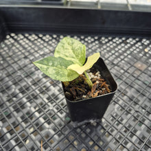 Load image into Gallery viewer, Zamioculcas Zamiifolia Wild Form ZZ Variegated exact plant, Fedex 2day*