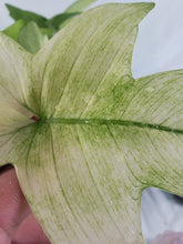 Load image into Gallery viewer, Philodendron Florida Ghost, Exact Plant