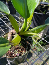 Load image into Gallery viewer, Philodendron Martianum Fat Boy, Exact Plant