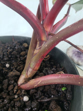 Load image into Gallery viewer, Strawberry Shake, Exact Plant, variegated Philodendron