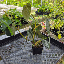 Load image into Gallery viewer, Philodendron Brandtianum, Exact Plant Ships Nationwide