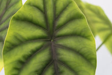 Load image into Gallery viewer, Alocasia Green Shield Exact Plant