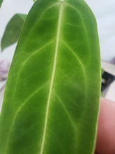 Load image into Gallery viewer, Anthurium Warocqueanum, Queen, Exact Plant